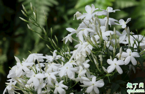 素馨花好养活吗 素馨花怎样养花开旺盛1